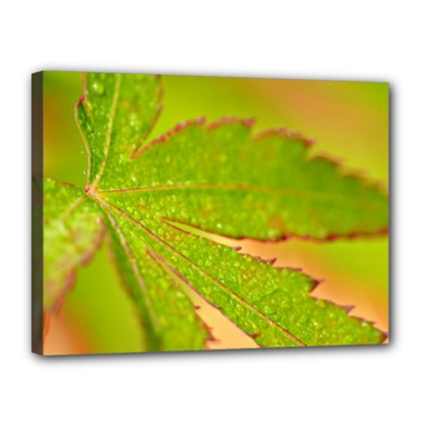 Leaf Canvas 16  X 12  (framed) by Siebenhuehner