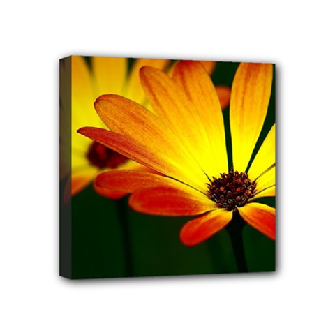 Osterspermum Mini Canvas 4  X 4  (framed) by Siebenhuehner