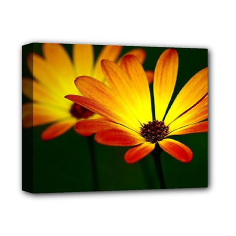 Osterspermum Deluxe Canvas 14  X 11  (framed) by Siebenhuehner