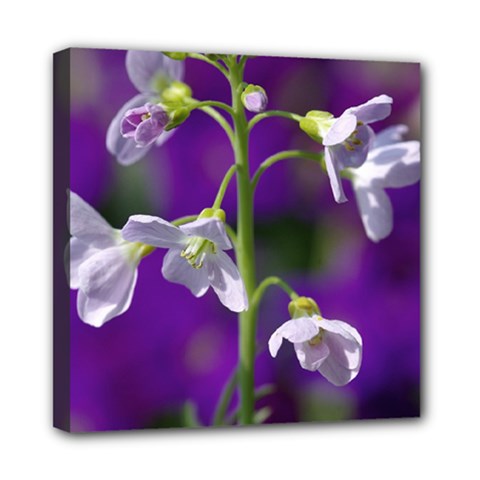 Cuckoo Flower Mini Canvas 8  X 8  (framed) by Siebenhuehner