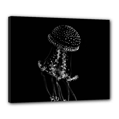 Jellyfish Underwater Sea Nature Canvas 20  X 16 