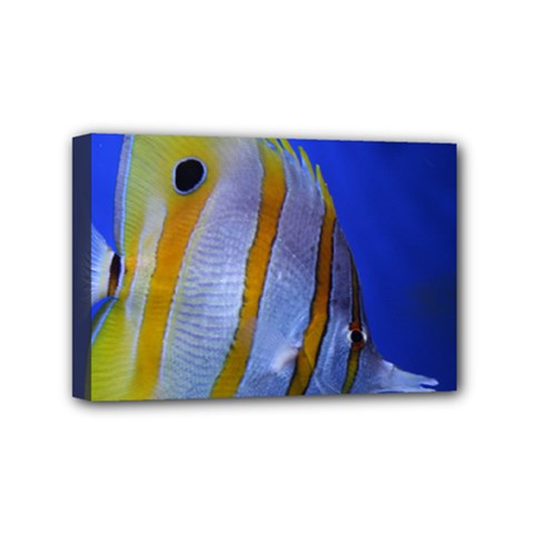 Butterfly Fish 1 Mini Canvas 6  X 4  by trendistuff