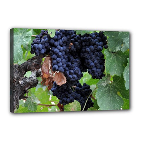 Grapes 3 Canvas 18  X 12  by trendistuff