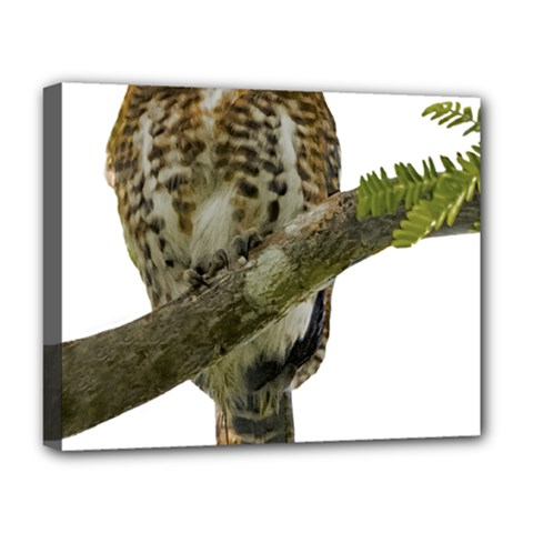 Owl Bird Deluxe Canvas 20  X 16  