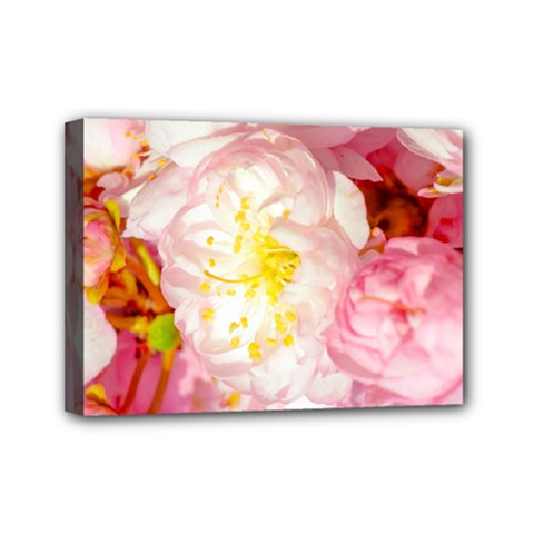 Pink Flowering Almond Flowers Mini Canvas 7  X 5  by FunnyCow