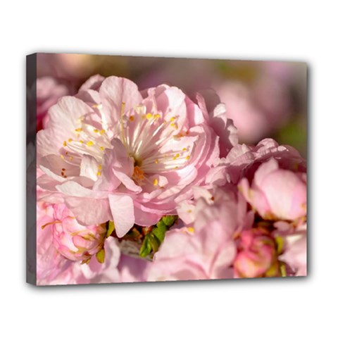 Beautiful Flowering Almond Canvas 14  X 11  by FunnyCow