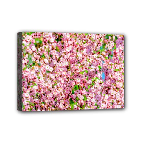 Almond Tree In Bloom Mini Canvas 7  X 5  by FunnyCow