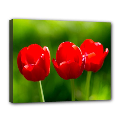 Three Red Tulips, Green Background Canvas 14  X 11  (stretched) by FunnyCow