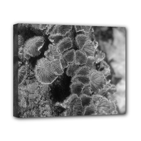 Tree Fungus Branch Vertical Black And White Canvas 10  X 8  (stretched) by okhismakingart