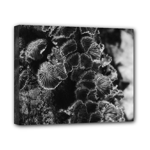 Tree Fungus Branch Vertical High Contrast Canvas 10  X 8  (stretched) by okhismakingart