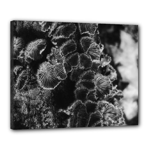 Tree Fungus Branch Vertical High Contrast Canvas 20  X 16  (stretched) by okhismakingart