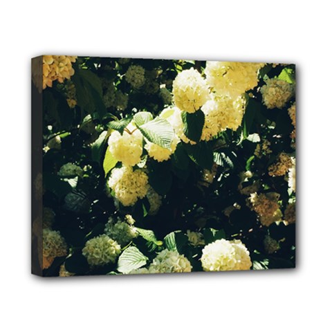 Yellow Snowballs Ii Canvas 10  X 8  (stretched) by okhismakingart