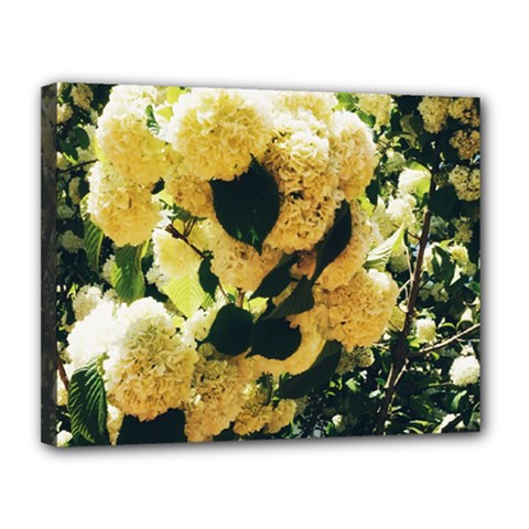 Yellow Snowballs Canvas 14  X 11  (stretched) by okhismakingart