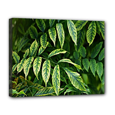 Leaves Foliage Twig Bush Plant Canvas 14  X 11  (stretched) by artworkshop