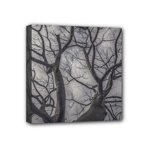 Landscape Forest Ceiba Tree, Guayaquil, Ecuador Mini Canvas 4  X 4  (stretched) by dflcprintsclothing