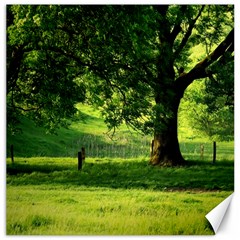 Trees Canvas 16  X 16  (unframed) by Siebenhuehner