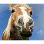 Haflinger  Deluxe Canvas 14  x 11  (Framed) 14  x 11  x 1.5  Stretched Canvas