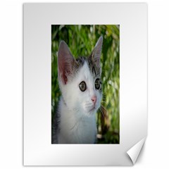Young Cat Canvas 36  X 48  (unframed) by Siebenhuehner