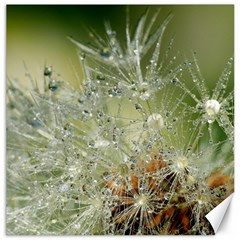 Dandelion Canvas 12  X 12  (unframed) by Siebenhuehner