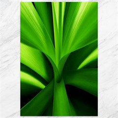 Yucca Palm  Canvas 12  X 18  (unframed) by Siebenhuehner