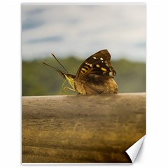 Butterfly Against Blur Background At Iguazu Park Canvas 18  X 24   by dflcprints