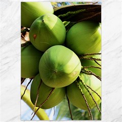 Coconuts 1 Canvas 20  X 30   by trendistuff
