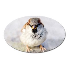 Do Not Mess With Sparrows Oval Magnet by FunnyCow