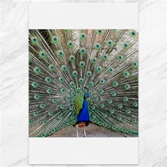 Peacock Bird Animal Feather Canvas 12  X 18  by Pakrebo