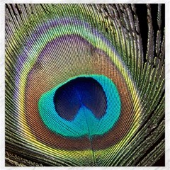 Peacock Feather Close Up Macro Canvas 12  X 12  by Pakrebo