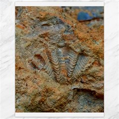 Shell Fossil Canvas 12  X 16 