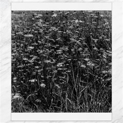 Black And White Queen Anne s Lace Hillside Canvas 8  X 10  by okhismakingart