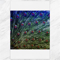Peacock Feathers Colorful Feather Canvas 20  X 30 