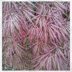 Fineleaf Japanese Maple In April Canvas 20  X 20  by Riverwoman