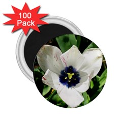 Blue Centered Tulip 2 25  Magnets (100 Pack)  by okhismakingart
