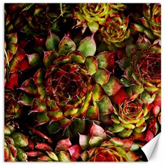 Plant Succulents Succulent Canvas 16  X 16  by Pakrebo