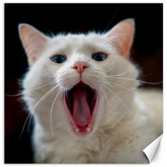 Wow Kitty Cat From Fonebook      Canvas 12  X 12  by 2853937