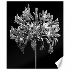 Black And White Lilies Botany Motif Print Canvas 8  X 10  by dflcprintsclothing