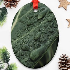 Leaves Water Drops Green  Oval Ornament (two Sides) by artworkshop