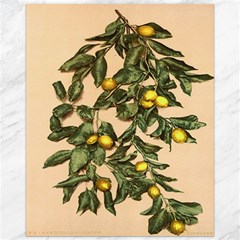 A Vintage Bunch Of Lemons Canvas 16  X 20  by ConteMonfrey
