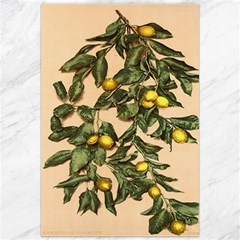 A Vintage Bunch Of Lemons Canvas 20  X 30  by ConteMonfrey
